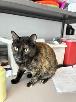 Jasmine -  Domestic Short Hair Cat for Adoption in Salt Lake City, Utah - Jasmine | PetCurious