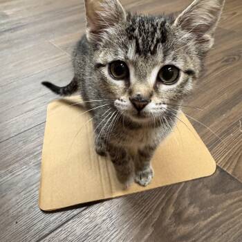 Magic Mirror -  Domestic Short Hair Cat for Adoption in Mokena, Illinois - Magic Mirror | PetCurious