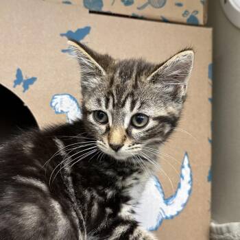 Oscar-Meyer -  Domestic Short Hair Cat for Adoption in West Olive, Michigan - Oscar-Meyer | PetCurious