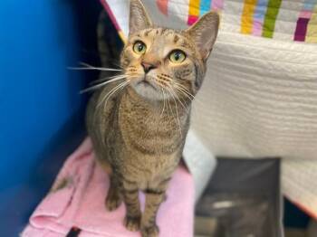 CASSANOVA -  Domestic Short Hair Cat for Adoption in Fort Wayne, Indiana - CASSANOVA | PetCurious