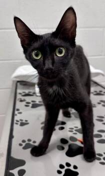 CARDAMOM -  Domestic Short Hair Cat for Adoption in Derwood, Maryland - CARDAMOM | PetCurious
