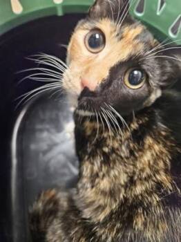Foxglove -  Domestic Short Hair Cat for Adoption in Sacramento, California - Foxglove | PetCurious