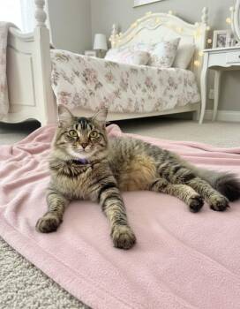Torrie -  Domestic Long Hair Cat Available for Adoption in Tavares, Florida - Torrie | PetCurious