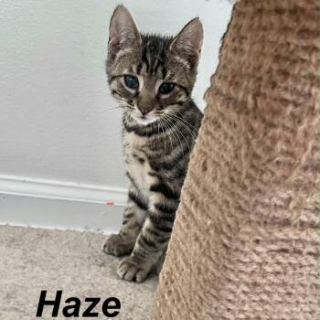 Haze -  Domestic Short Hair Cat Available for Adoption in Wind Gap, Pennsylvania - Haze | PetCurious