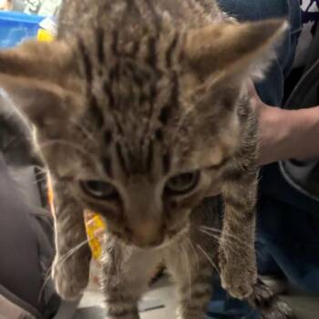 Pumpkin -  Domestic Short Hair Cat for Adoption in Des Moines, Iowa - Pumpkin | PetCurious