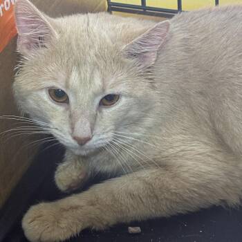 Domestic Short Hair Cats Available for Adoption in Ben Avon, Pennsylvania - Pumpkin | PetCurious