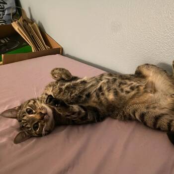Draco -  Domestic Short Hair Cat for Adoption in Yucca Valley, California - Draco | PetCurious