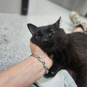 Wapsi -  Domestic Short Hair Cat for Adoption in Monticello, Iowa - Wapsi | PetCurious