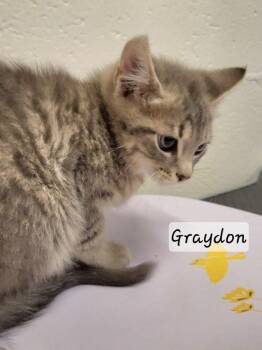 Graydon -  Domestic Short Hair Cat for Adoption in Ellijay, Georgia - Graydon | PetCurious