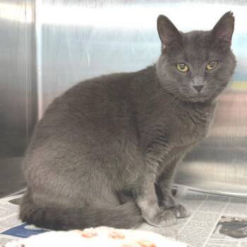 Nox -  Domestic Short Hair Cat for Adoption in Belleville, Illinois - Nox | PetCurious