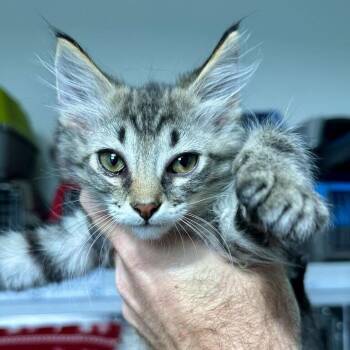 Marcus -  Domestic Medium Hair Cat for Adoption in Matteson, Illinois - Marcus | PetCurious