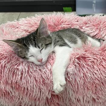 Zester -  Domestic Short Hair Cat for Adoption in Dayton, Ohio - Zester | PetCurious