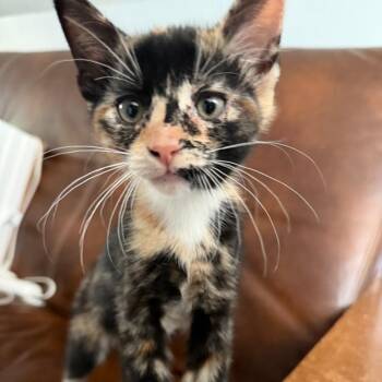 Tally -  Domestic Short Hair Cat for Adoption in Pitman, New Jersey - Tally | PetCurious