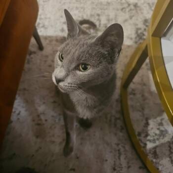 Domestic Short Hair Cats Available for Adoption in New York, New York - Spike N. - Sweetie Pie | PetCurious