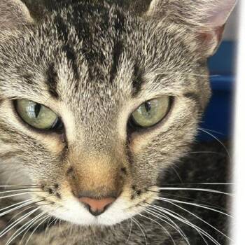 Olive -  American Shorthair Cat for Adoption in Poplar Bluff, Missouri - Olive | PetCurious