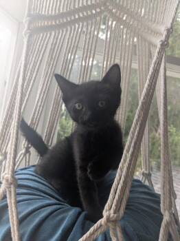 Ember -  Domestic Short Hair Cat for Adoption in Grand Rapids, Michigan - Ember | PetCurious
