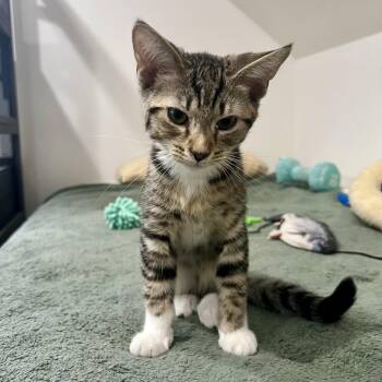 Vancouver -  Domestic Short Hair Cat for Adoption in Richmond, Virginia - Vancouver | PetCurious