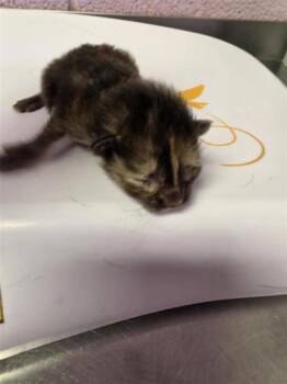 k5 -  Domestic Short Hair Cat for Adoption in El Paso, Texas - K5 | PetCurious