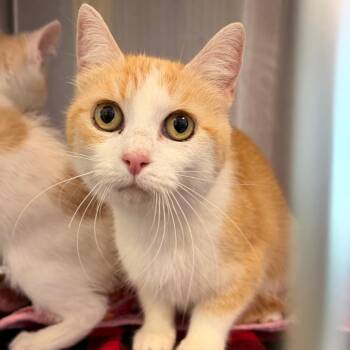 Peach -  Domestic Short Hair Cat for Adoption in Madisonville, Tennessee - Peach | PetCurious