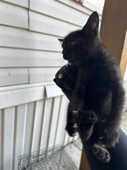 A658041 -  Domestic Short Hair Cat for Adoption in Houston, Texas - A658041 | PetCurious