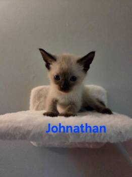 Johnathan -  Siamese Cat for Adoption in Yorktown, Indiana - Johnathan | PetCurious
