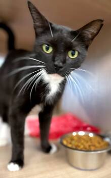 Rescue Domestic Short Hair Cats for Adoption in Bossier City, Louisiana - Joyce | PetCurious