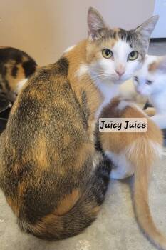 Rescue Domestic Short Hair Cats for Adoption in Greenwood, Indiana - Juicy Juice | PetCurious