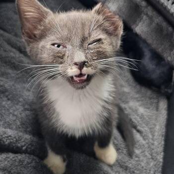 Sergio -  Domestic Short Hair Cat for Adoption in Greensboro, North Carolina - Sergio | PetCurious