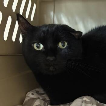 Cola -  Domestic Short Hair Cat for Adoption in Eatontown, New Jersey - Cola | PetCurious