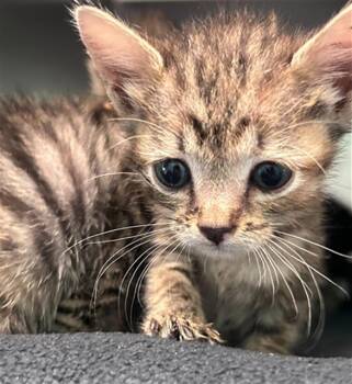 FROSTY -  Domestic Short Hair Cat for Adoption in Dallas, Texas - FROSTY | PetCurious
