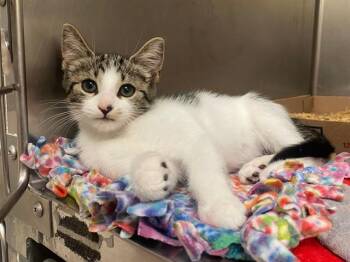 DENVER -  Domestic Short Hair Cat for Adoption in Fort Wayne, Indiana - DENVER | PetCurious