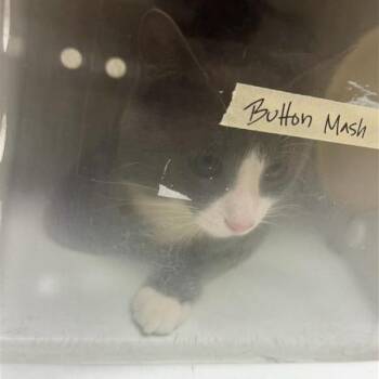 Button Mash -  Domestic Short Hair Cat for Adoption in Baltimore, Maryland - Button Mash | PetCurious