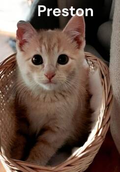 Preston -  Tabby Cat Available for Adoption in Weems, Virginia - Preston | PetCurious