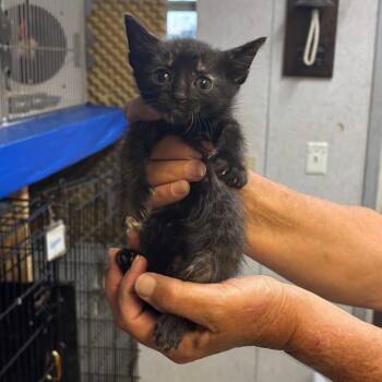 Derbie -  Domestic Short Hair Cat for Adoption in Hinesville, Georgia - Derbie | PetCurious