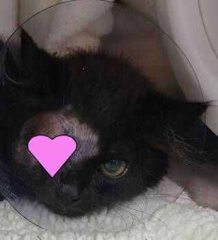 Emmanuel -  Domestic Medium Hair and Domestic Short Hair Cat for Adoption in Eugene, Oregon - Emmanuel | PetCurious