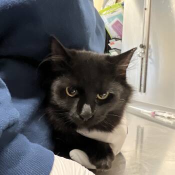 Rescue Domestic Short Hair Cats for Adoption in Pittsburgh, Pennsylvania - Abby | PetCurious