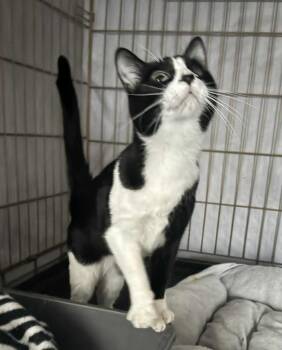 Eliza -  Domestic Short Hair Cat for Adoption in Ogden, Utah - Eliza | PetCurious