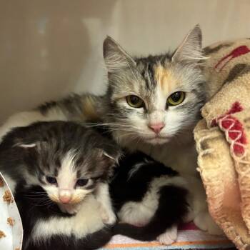 Domestic Short Hair Cats Available for Adoption in Redwood City, California - Miley (queen) | PetCurious
