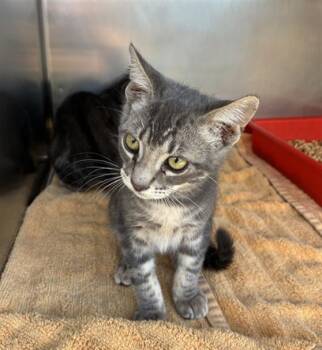 THOR -  Domestic Short Hair Cat for Adoption in Norco, California - THOR | PetCurious