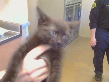DRUSILLA -  Domestic Short Hair Cat for Adoption in Sacramento, California - DRUSILLA | PetCurious