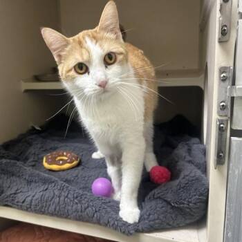 Ray DAP -  Domestic Short Hair Cat for Adoption in Denver, Colorado - Ray DAP | PetCurious