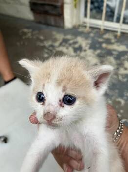 Rescue Domestic Short Hair Cats for Adoption in Dallas, Texas - PICO | PetCurious