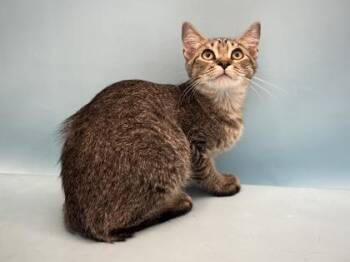 Snuggle Pie -  Domestic Short Hair Cat for Adoption in Golden Valley, Minnesota - Snuggle Pie | PetCurious