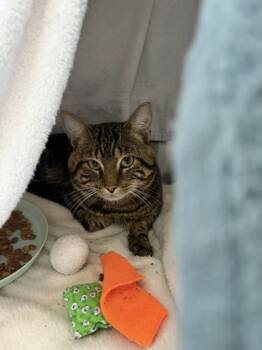 Fabio -  Domestic Short Hair Cat for Adoption in Westland, Michigan - Fabio | PetCurious