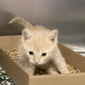 Raven -  Domestic Short Hair Cat for Adoption in Philadelphia, Pennsylvania - Raven | PetCurious