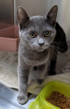 Anderson -  Domestic Short Hair Cat for Adoption in Dalton, Georgia - Anderson | PetCurious