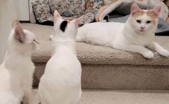Cleocatra -  Turkish Van Cat for Adoption in Cary, North Carolina - Cleocatra | PetCurious