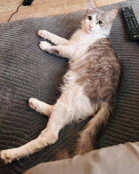 Tom 2 -  Domestic Medium Hair Cat Available for Adoption in Tucson, Arizona - Tom 2 | PetCurious