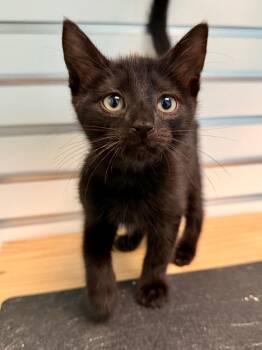Swampy -  Domestic Short Hair Cat for Adoption in Cape Coral, Florida - Swampy | PetCurious