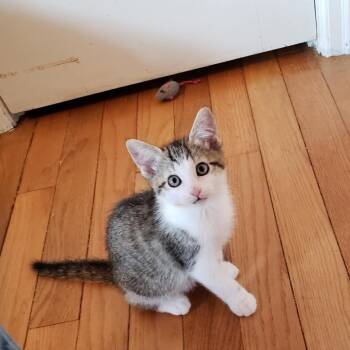 Sassy -  American Shorthair Cat for Adoption in Sherwood, Oregon - Sassy | PetCurious